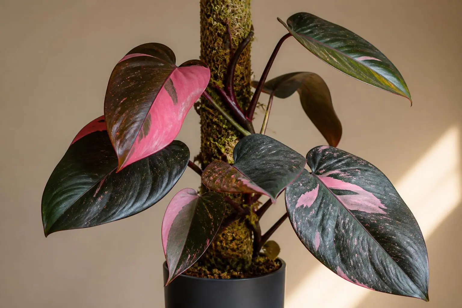 Philodendron Pink Princess