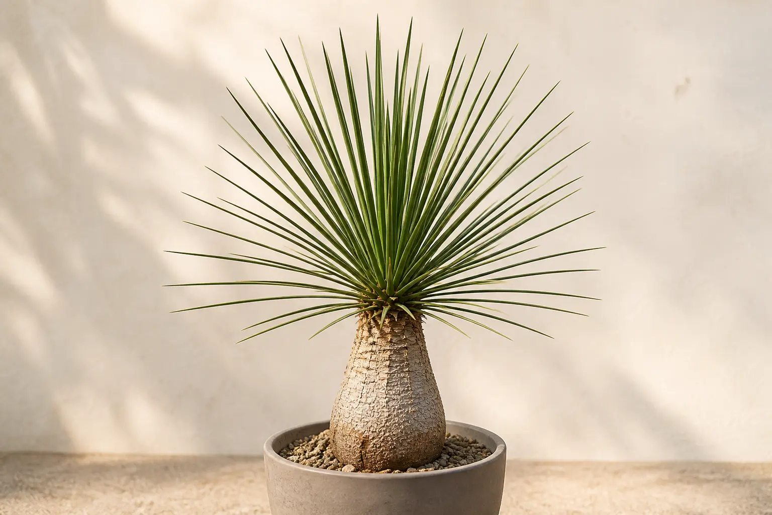 Ponytail Palm Beaucarnea stricta variety