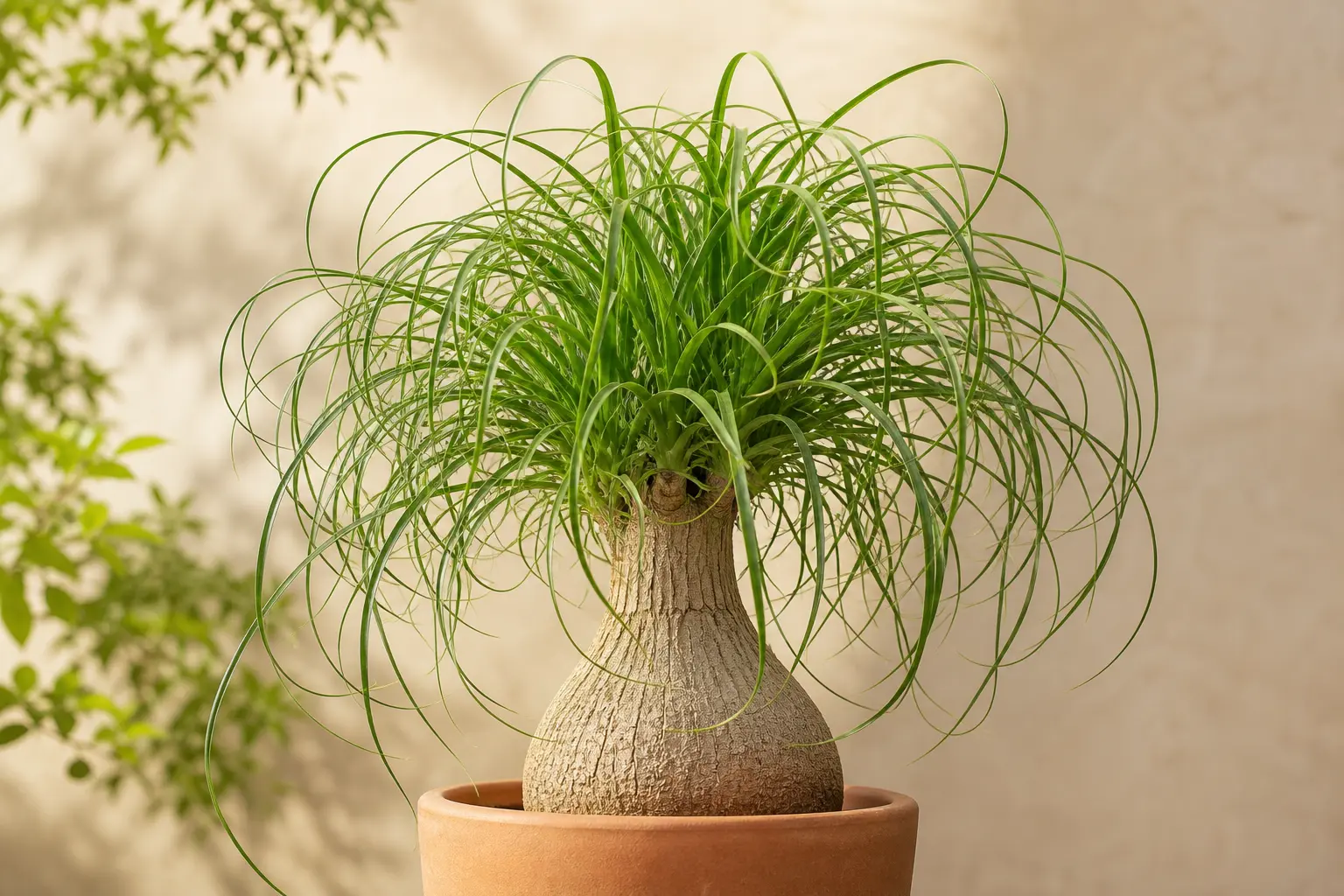 Ponytail Palm