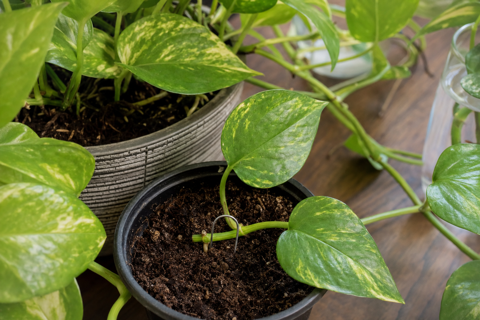 Pothos propagation — step-by-step guide