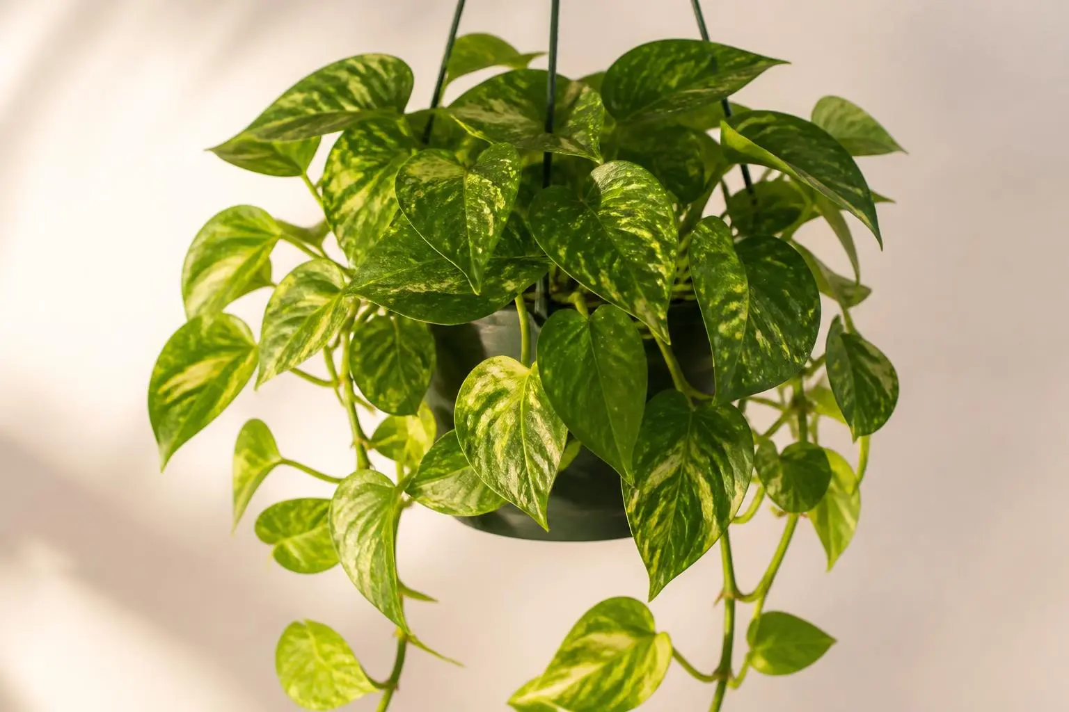 Pothos Golden Pothos variety