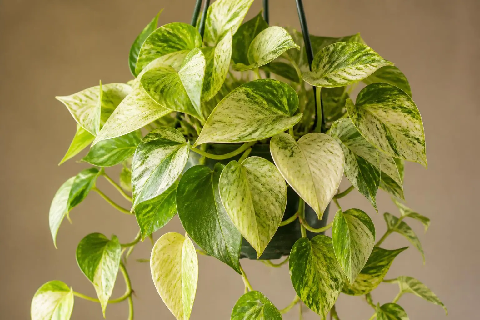 Pothos Marble Queen Pothos variety