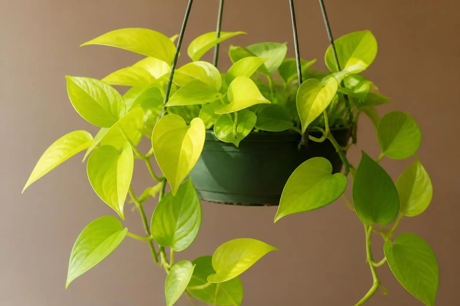 Pothos Neon