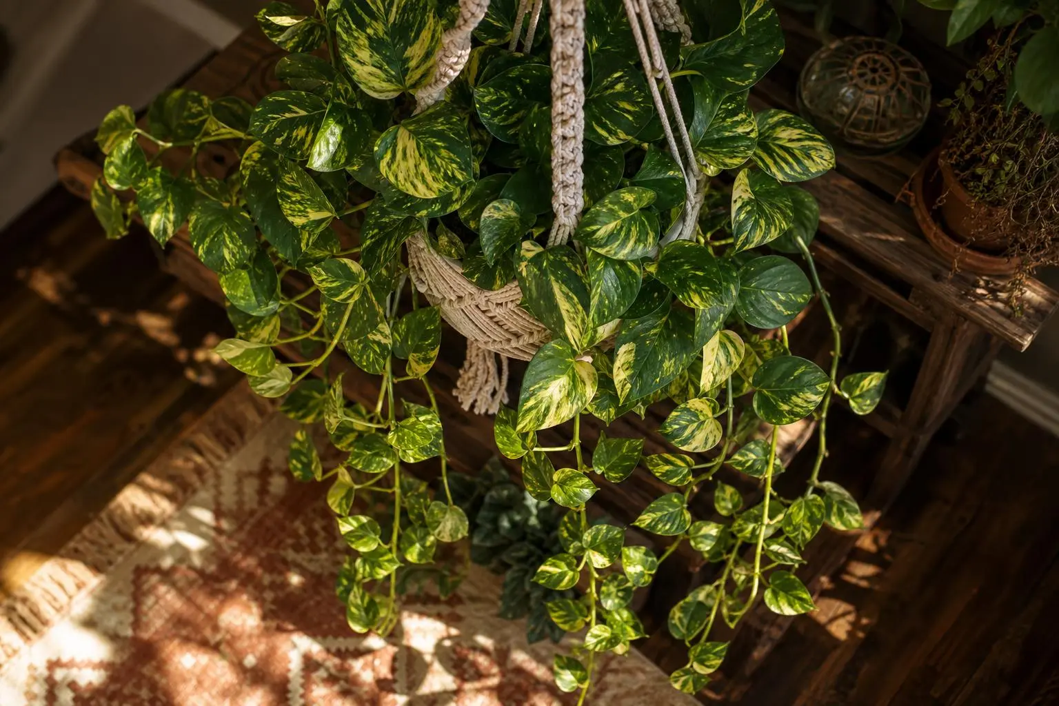 Pothos