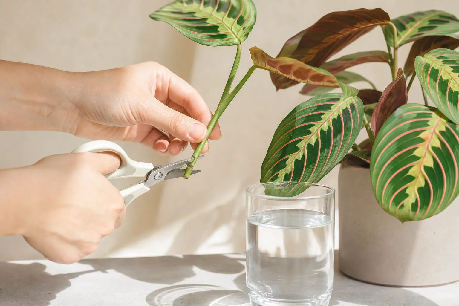 Prayer Plant propagation — stem cutting method