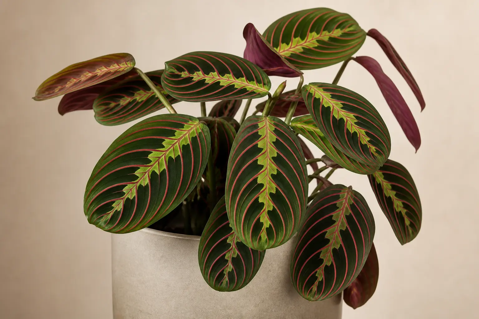 Prayer Plant Maranta leuconeura erythroneura (Red Prayer Plant) variety