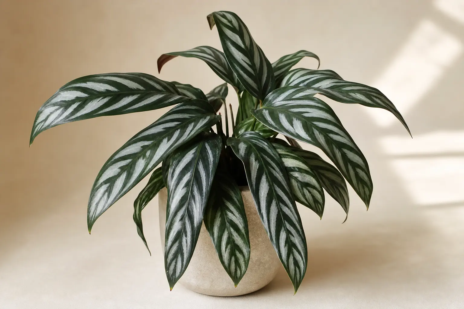 Prayer Plant Maranta leuconeura Marisela variety