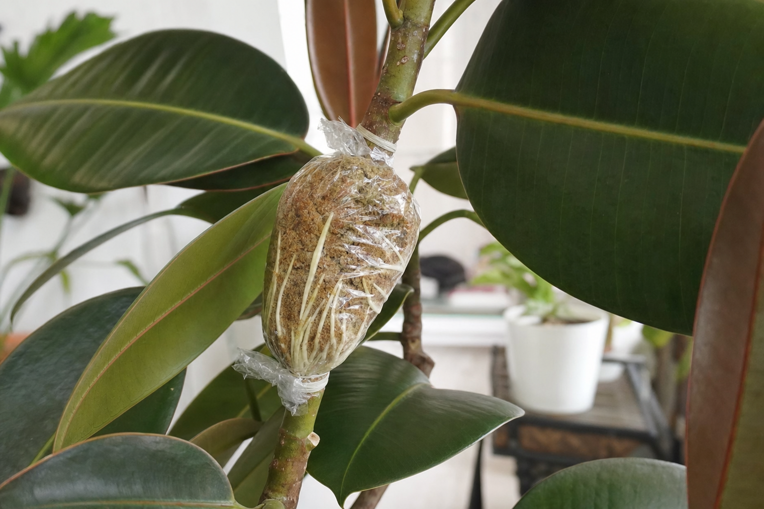 Rubber Plant propagation — step-by-step guide
