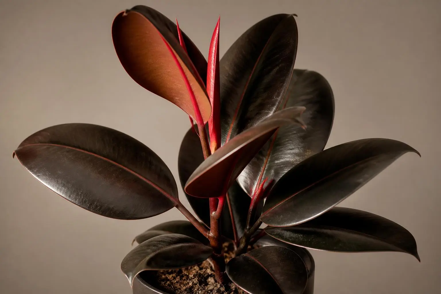 Rubber Plant Ficus elastica Burgundy variety