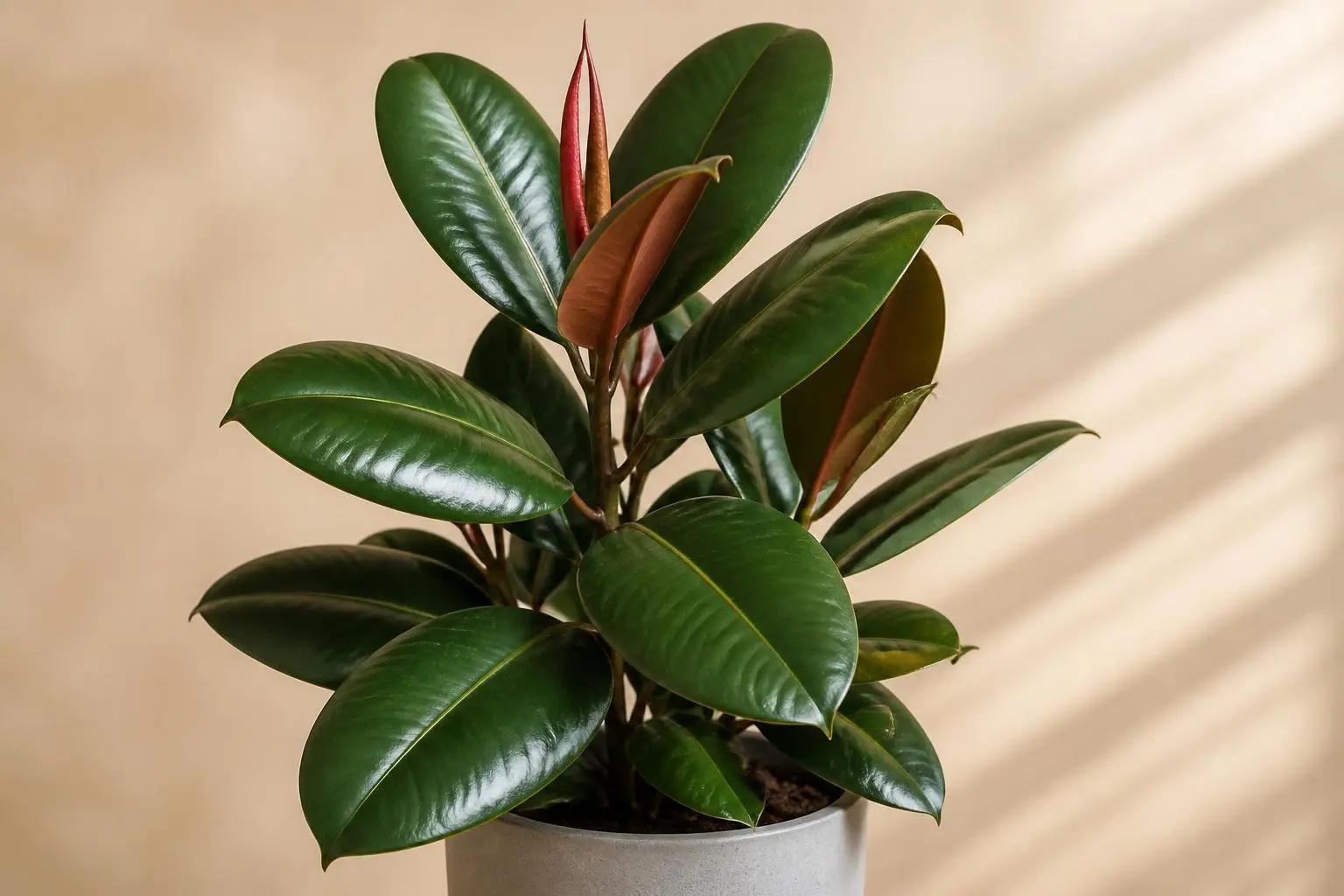 Rubber Plant Ficus elastica Decora variety