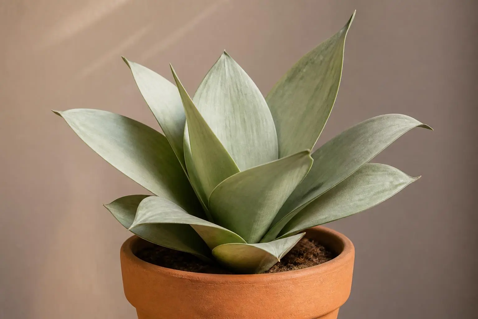 Snake Plant Moonshine