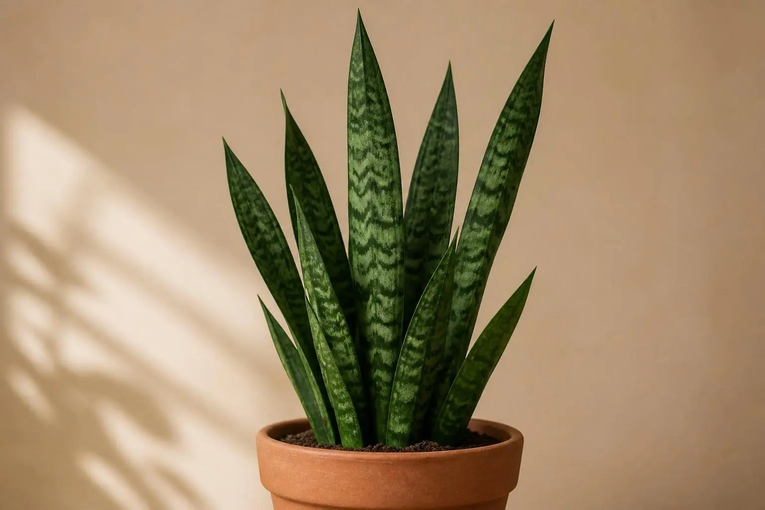 Snake Plant Dracaena trifasciata Zeylanica variety