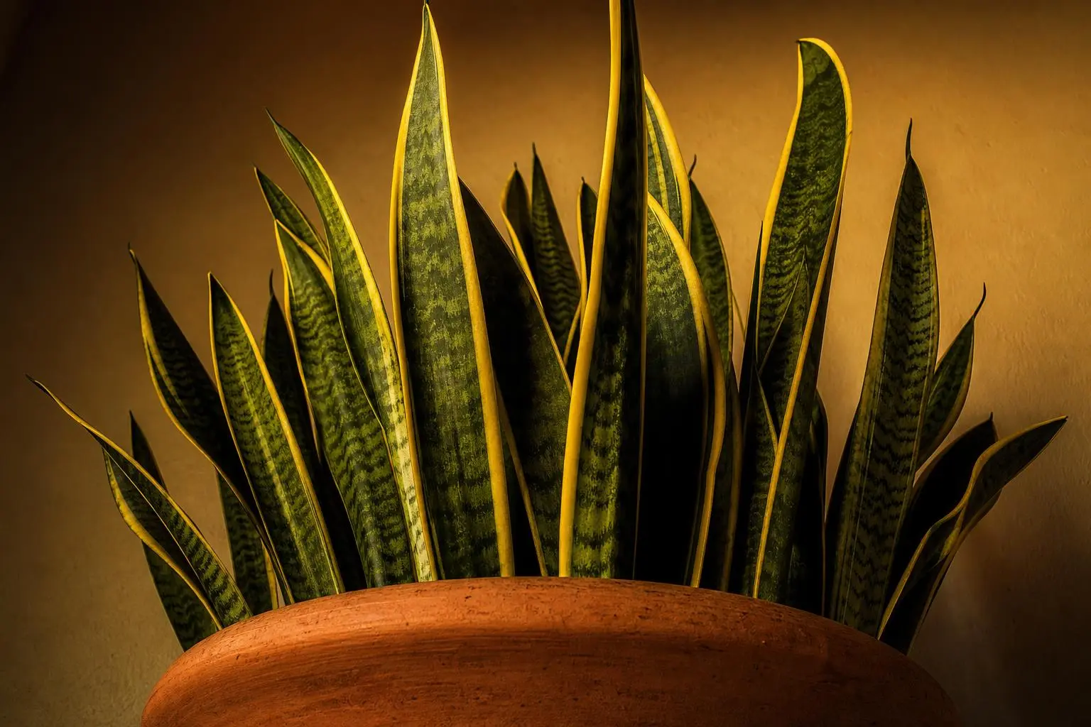 Snake Plant