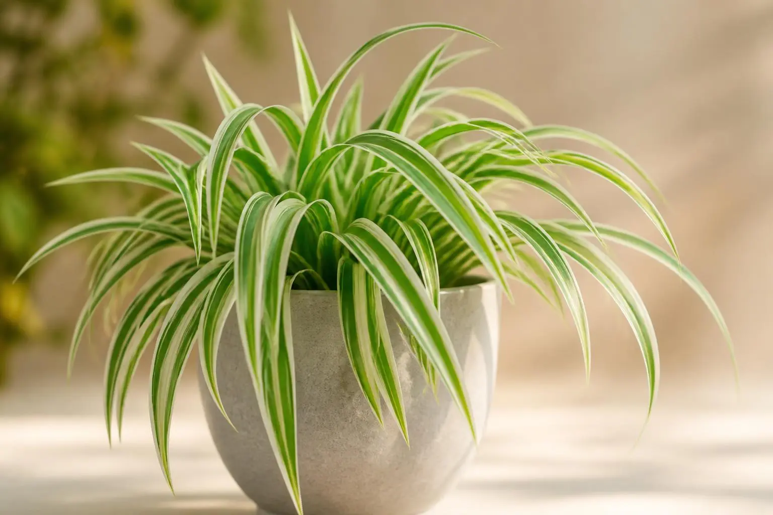 Spider Plant Variegatum variety