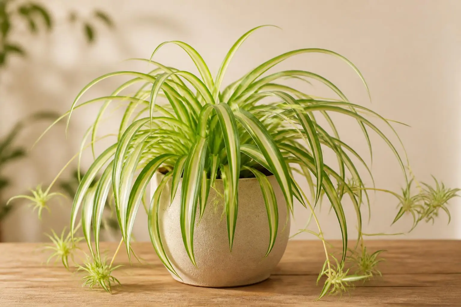 Spider Plant Vittatum variety