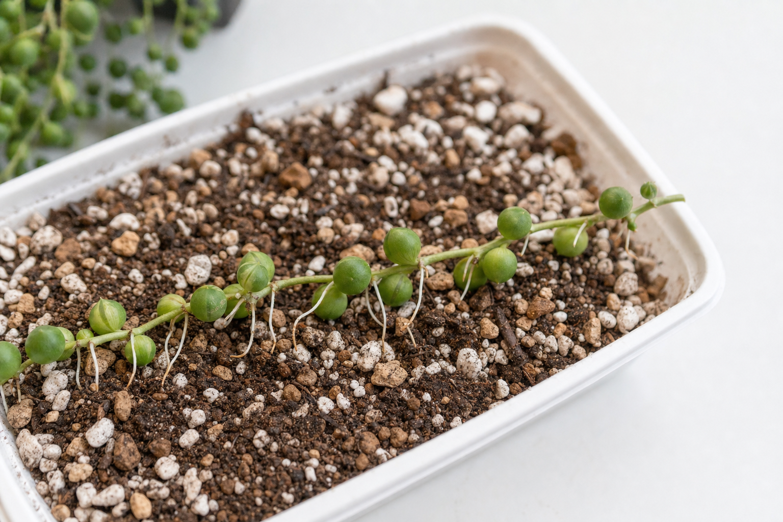 String of Pearls propagation — stem cutting in soil (recommended method)