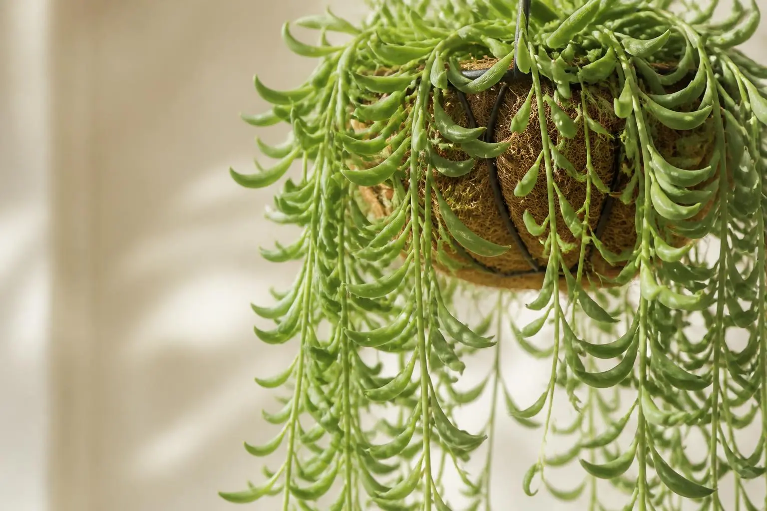 String of Pearls String of Bananas (Senecio radicans) variety