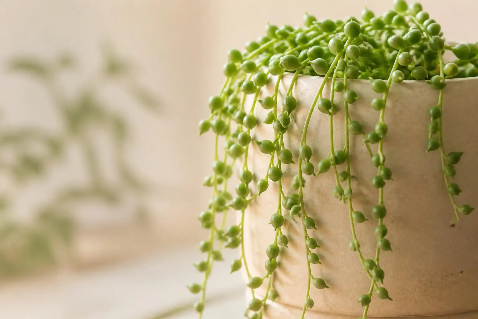 String of Pearls String of Tears (Senecio citriformis) variety