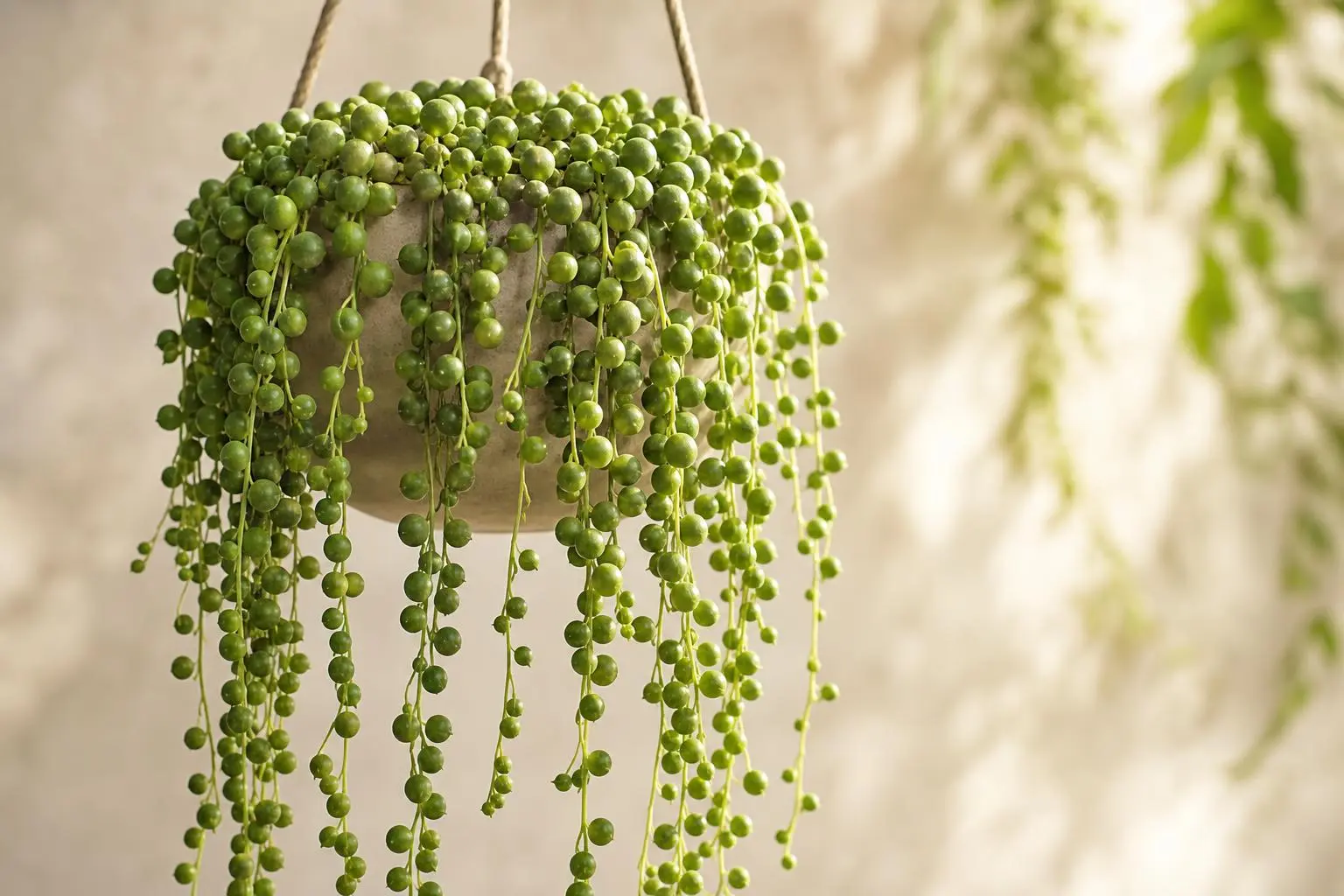 String of Pearls Senecio rowleyanus (Standard) variety