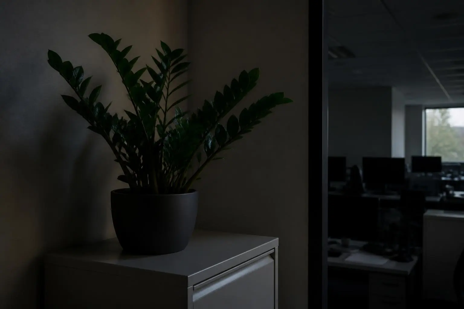 ZZ Plant light care — placed near a bright window for indirect light