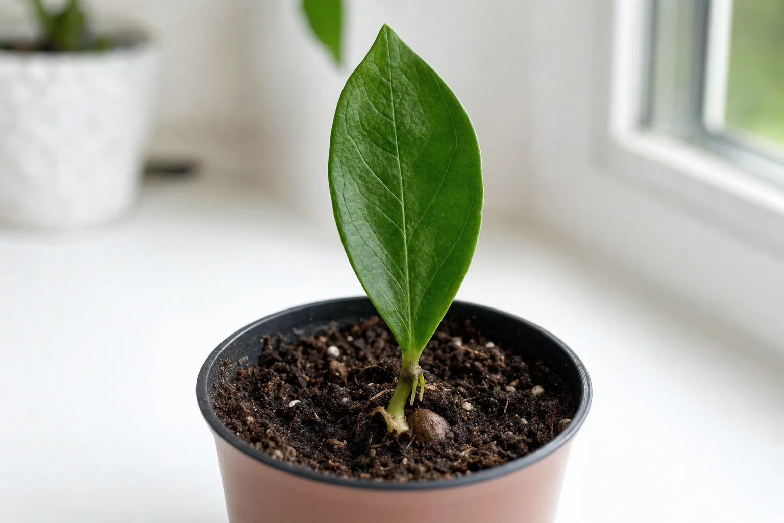 ZZ Plant propagation — leaf cuttings (fascinating but very slow)