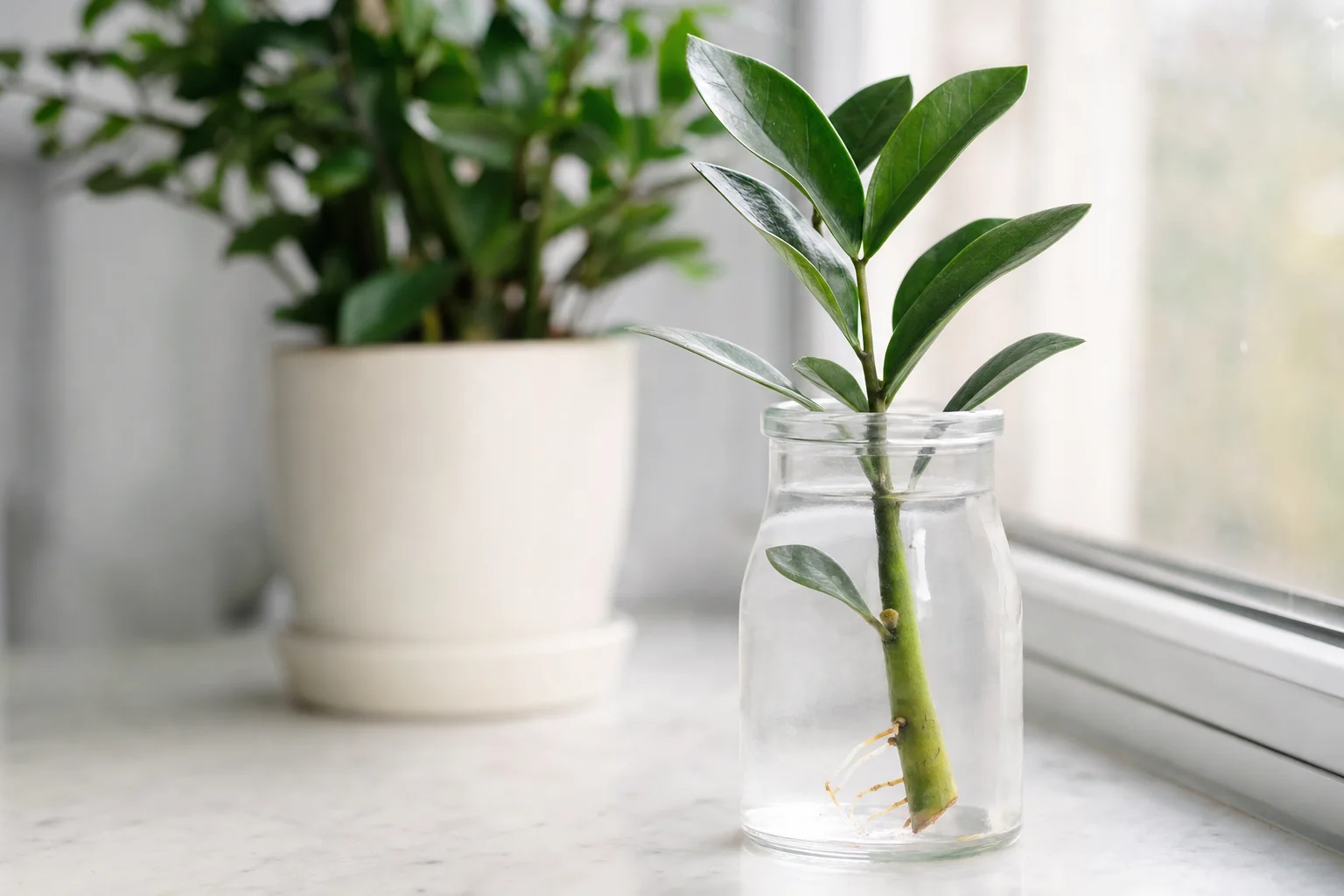 ZZ Plant propagation — stem cutting in water