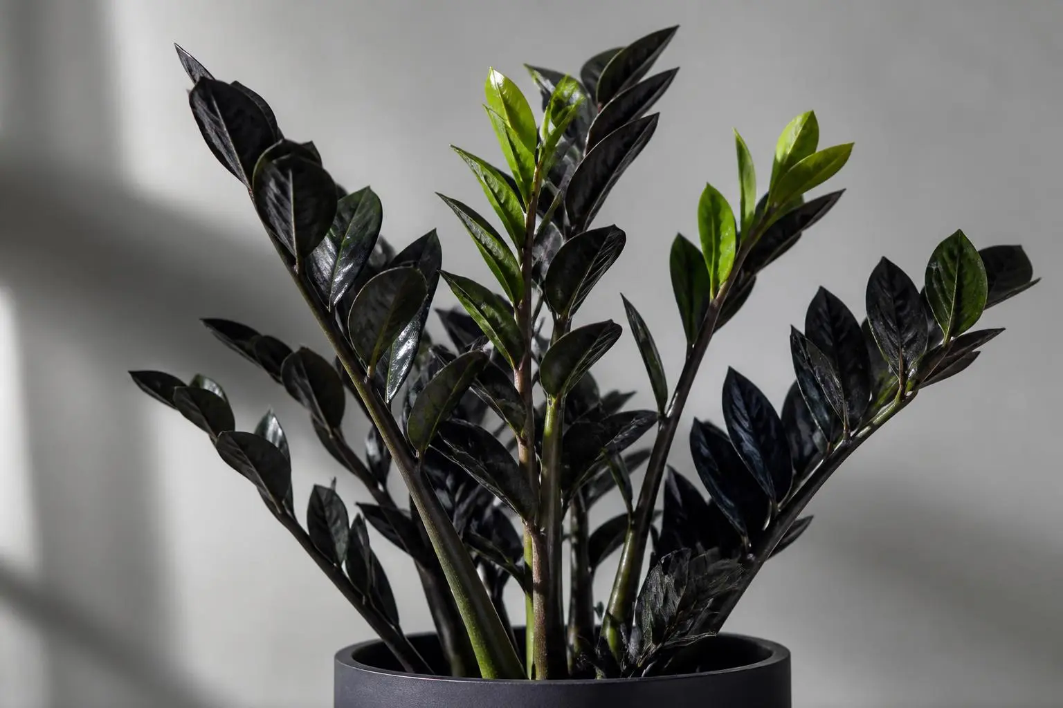 ZZ Plant Raven