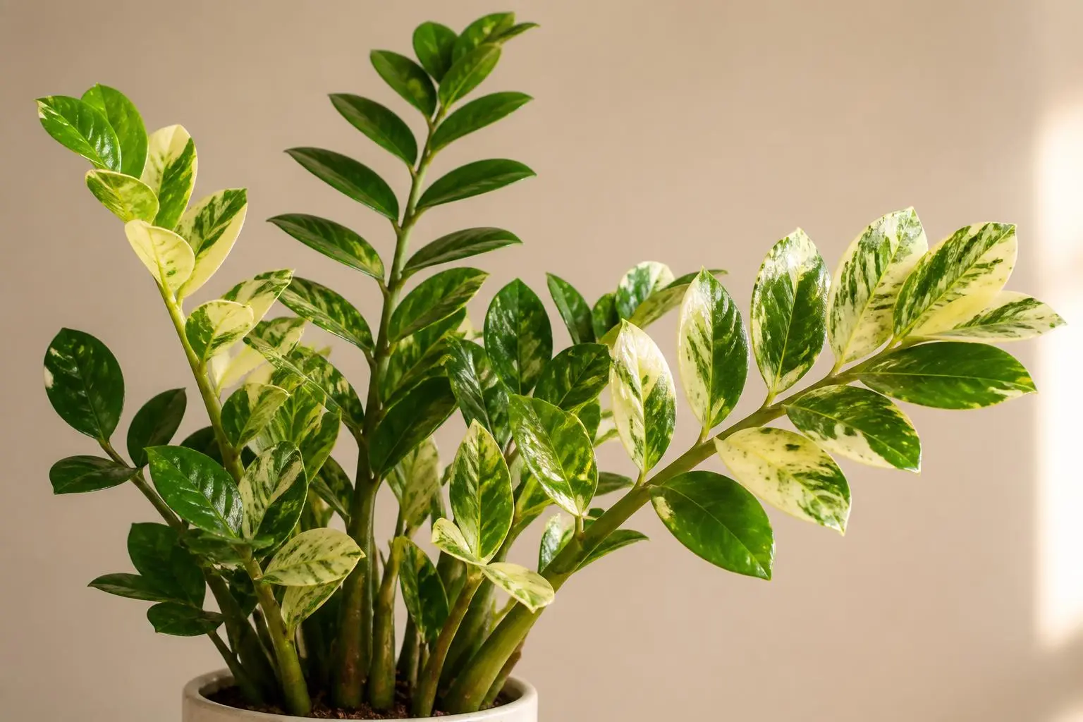 ZZ Plant ZZ Plant Variegated variety