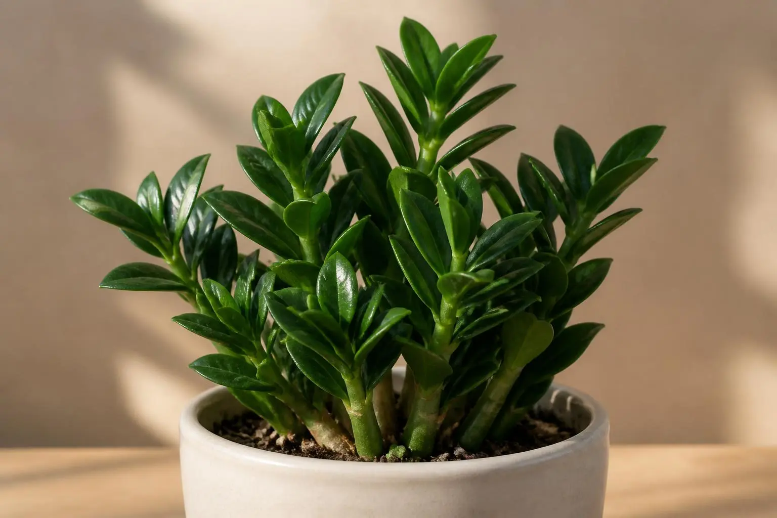 ZZ Plant ZZ Plant Zenzi variety