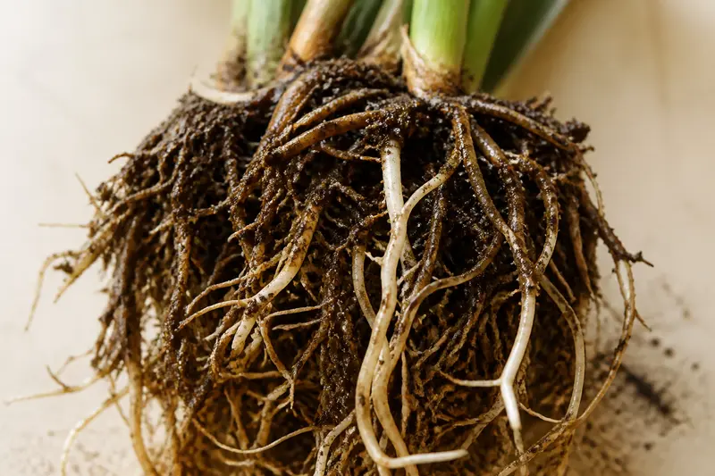 How to Fix an Overwatered Plant — Poor Drainage