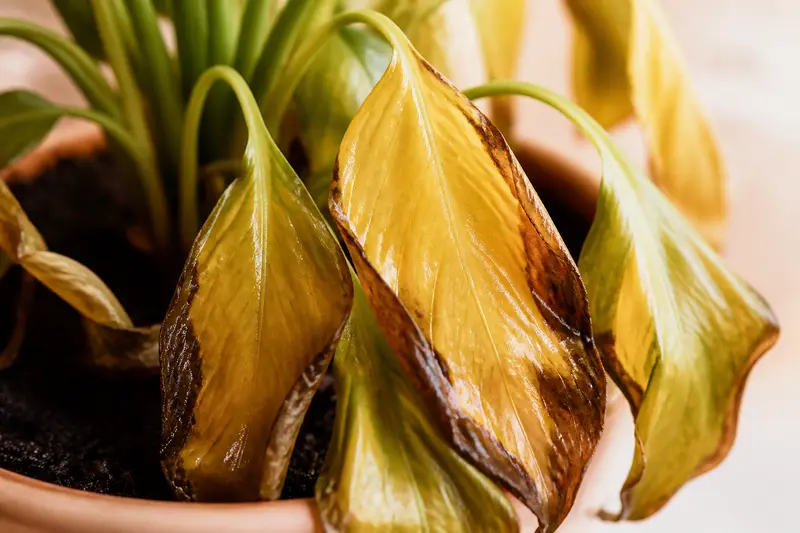 Why Are My Plant Leaves Turning Yellow? — Overwatering